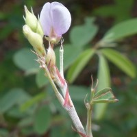 Grona jucunda (Thwaites) H.Ohashi & K.Ohashi
